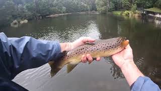 Exploring the Otways for Trout in some nasty Spring weather 32 [upl. by Dett]