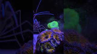 cleaner shrimp steals food from coral reeftank [upl. by Werra271]