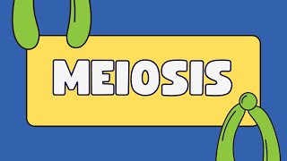 Homologous chromosomes vs sister chromatids [upl. by Malti919]