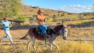 BURRO DESEMBESTOU COM PILILIU NA GARUPA E ELE FICOU DESESPERADO 🤣  PILILIU DA RESENHA [upl. by Nosnaj434]