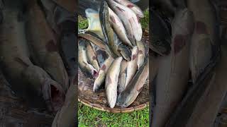 Amazing Cooking Fishes by Rural Chefs CookFishes Part1 YummyCookFishRecipes cookfishrecipe [upl. by Anelrats]