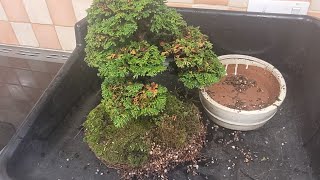 Hinoki Cypress repot and clean up [upl. by Skippy]