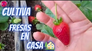 🍓 PLANTAR Y CULTIVAR FRESAS EN MUY POCO ESPACIO  🍓FRUTILLAS O FRESAS  EN MACETA 🍓🌱💚 [upl. by Yeltrab]