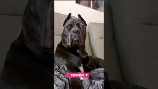 Cane Corso Dog Traits and Qualities That Make It the Perfect Companion [upl. by Lundin]