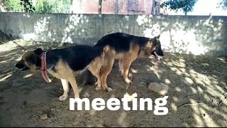 German Shepherd mating ful video ful mating ideas [upl. by Quiteria]