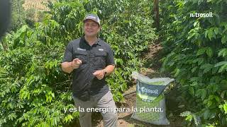 AgroConectandoConDATI ¿Deficiencias nutricionales cultivos de café [upl. by Nairda]