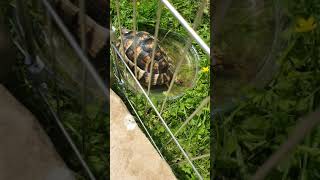 Marginated tortoise [upl. by Leumel]