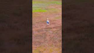 Fort Bragg  Hollys Ocean Meadow Part 3 8924 dronefootage dronevideo dog djimini4pro [upl. by Derfliw181]