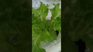 checkout my hydroponically grown lettuce kratkyhydroponics thankyouforwatching [upl. by Annij]