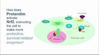 How Does the NRF2 Pathway Work [upl. by Anafetse]