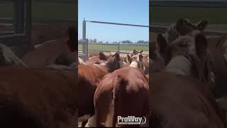 ProWay Custom Cattle Yards in Action [upl. by Dorthy899]