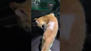 😺Cat is Replacing a Driver 🤣 If you are a catlover this video is for youcatsofyoutube catshorts [upl. by Eivad499]