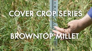 Browntop Millet Noble Cover Crop Series [upl. by Enohpesrep]