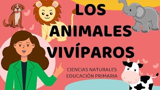 🐶🐼🐰 ANIMALES VIVÍPAROS 🐵🐘🐭 EDUCACIÓN PRIMARIA 📔✏️🎒 CLASE VIRTUAL [upl. by Ponce23]