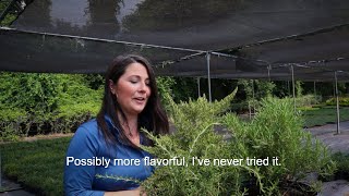 3 Varieties of Rosemary Landscapers Should Try [upl. by Enineg]