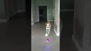 Dog and Balls slow motion reverse video [upl. by Yrailih]