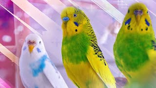 3 Hour Sounds of Budgies for Lonely Birds [upl. by Tristram]