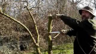 Silky Fox Apple pruning saw safety video [upl. by Yadrahs290]