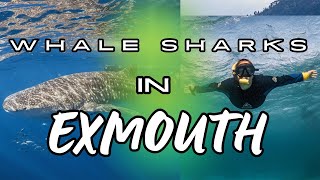 EXMOUTH WA  The ultimate bucket list destination [upl. by Leake]