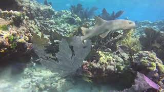 Nurse shark of the day Cannonball Cut 52624 [upl. by Wallford912]