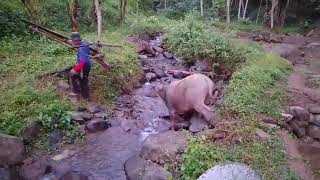 Berangkat ke Sawah Sama Kerbau Mau Bajak Sawah [upl. by Inatirb]