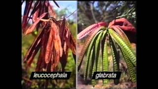 Leucaena salvadorensis  learn more about this miracle tree part 1 [upl. by Josias]