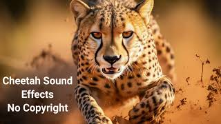 Cheetah Sound Effect  Free to Use [upl. by Yelyk90]