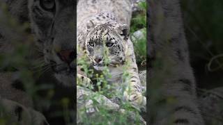 World snow leopard day [upl. by Ahsa]