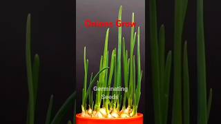 How Onions Grow In Pots Time Lapse  14 Days Shorts [upl. by Esiled449]