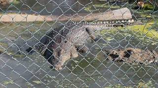 Koorana Crocodile Farm 4 [upl. by Iphlgenia]