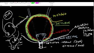 FISIOLOGIA MICCIONAL [upl. by Mayworm]