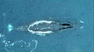 Bowhead Whale Song [upl. by Nawed]