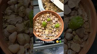 Lophophora Williamsii cactus cacti seedlings Lophophora garden [upl. by Einnod977]