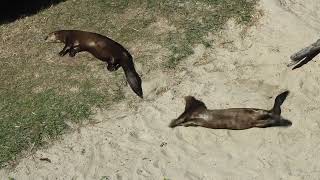 Two giant river otters socializing one another at Moody gardens [upl. by Okoy507]