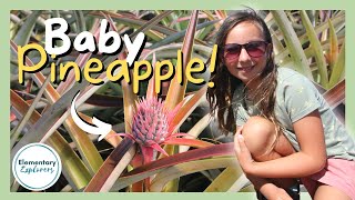 How Does a Pineapple Grow  Tour a Working Pineapple Farm  Maui Gold  Makawao Hawaii [upl. by Moody885]