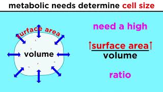 Prokaryotic Cells The Simplest Kind of Life [upl. by Aitra]