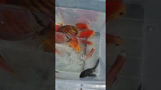 Geldi güzellikler 😀 Discus Golden San Merah Discus Super Red Cover L168 Pleco [upl. by Eitsud]