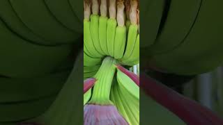 Dwarf Cavendish Banana Tree is fruiting bananas [upl. by Norrad]