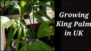 Growing Archontophoenix cunninghamiana in UK Garden King Palm Bangalow Palm can grow in UK [upl. by Eversole]