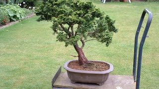 False Cypress Chamaecyparis Bonsai Tree [upl. by Blockus]