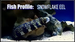 Fish Profile Snowflake Eel Care [upl. by Dehlia565]