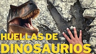 Rastros y huellas de Dinosaurios 🦖 en el Valle de Tehuacán Puebla [upl. by Ellard]