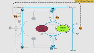 Glutamine SynthetaseRegulation of the enzyme  Nitrogen Metabolism  MSc Microbiology  Metabolism [upl. by Winton]