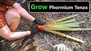 How To Divide amp Propagate Phormium Tenax New Zealand Flax [upl. by Drarehs55]