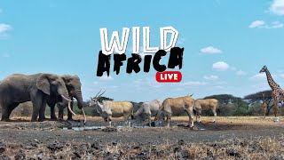 Relax In Nature  Wild Africa LIVE [upl. by Yehudi]