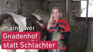 Kuh vor Schlachter gerettet  Tierrettung auf dem Gnadenhof  maintower [upl. by Graehme]