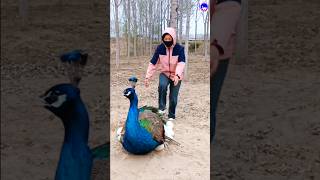 Wonderful peacock catching peacock shorts bdsports music love song bollywood hindisong [upl. by Yeliab]