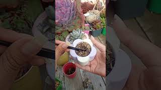 Suculentas desde hojas 🍀🤭 suculentas plantas succulents plants jardinería garden cactus [upl. by Massey634]