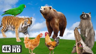 Habits of Herbivores Predators  Parrot Tiger Bear Raccoon Hen Rooster  Animal Exploration [upl. by Mcconaghy784]