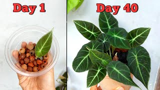 STEPBYSTEP 2 BEST Ways to Propagate Alocasia Plant  Alocasia Plant Propagation Indoors [upl. by Teryn820]